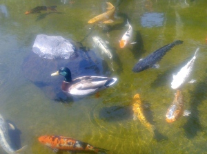 Mallard visits the Koi pond